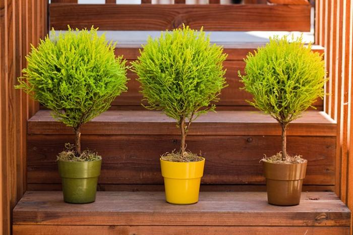 Tiết lộ ý nghĩa của cây tùng thơm trong cuộc sống hàng ngày