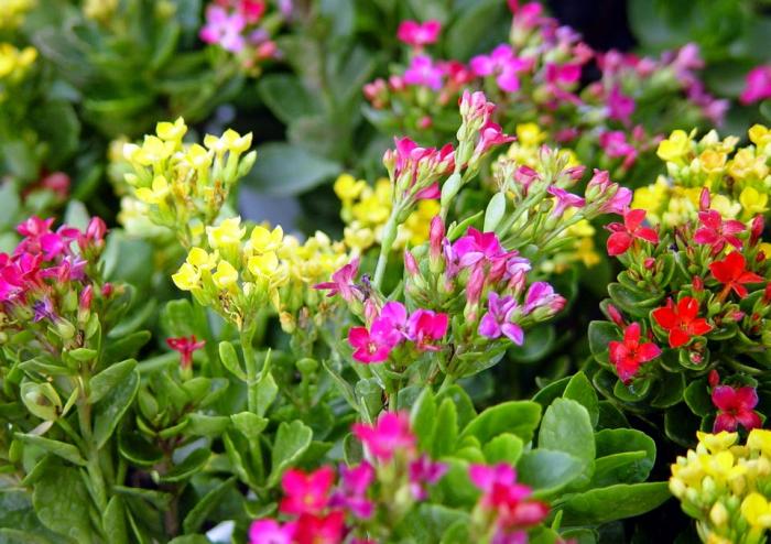 Tiết lộ ý nghĩa của cây sự sống trong thực tế