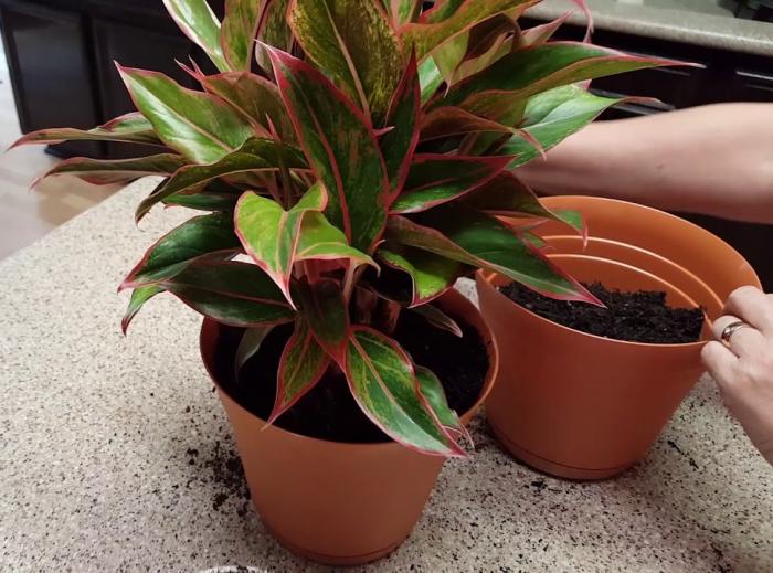 Hiểu ý nghĩa tốt lành của cây phú quý 725831095