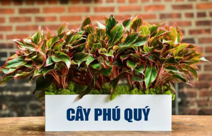 Hiểu ý nghĩa tốt lành của cây phú quý 725831095