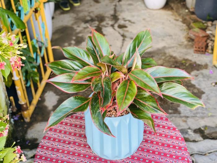 Hiểu ý nghĩa tốt lành của cây phú quý 725831095