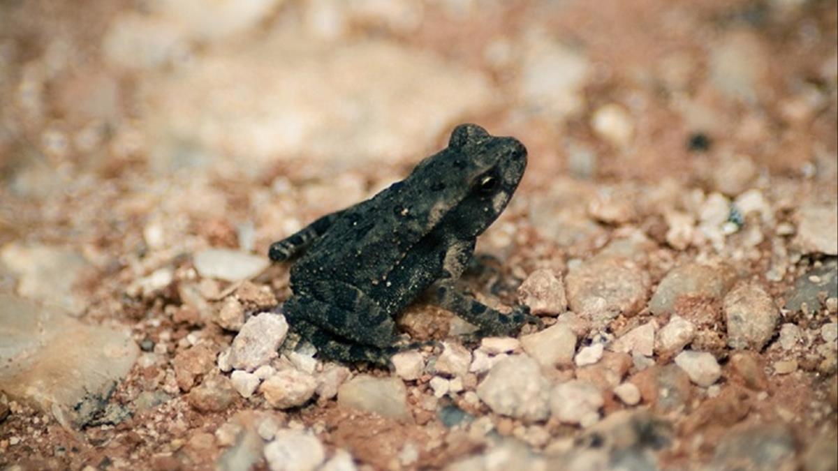 Cóc nhảy vào nhà có ý nghĩa gì? Nó sẽ mang lại may mắn? 1117324784