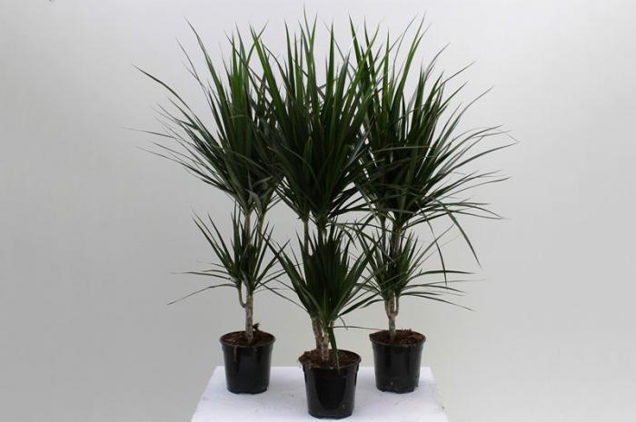 Bật mí thông tin hữu ích về cây Phát tài 1995896399