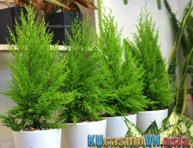 cây tùng thơm