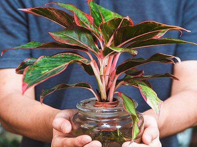 Hiểu ý nghĩa tốt lành của cây phú quý 725831095