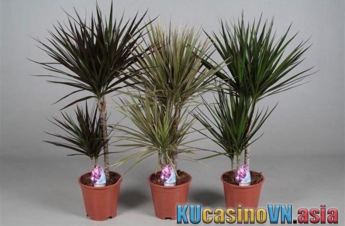 cây phát tài núi