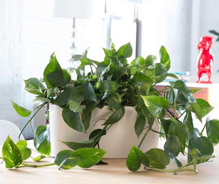 Bật mí ý nghĩa phong thủy của cây trầu bà