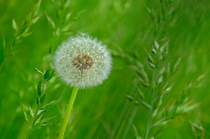 Ý nghĩa của hoa bồ công anh trong tình yêu và cuộc sống