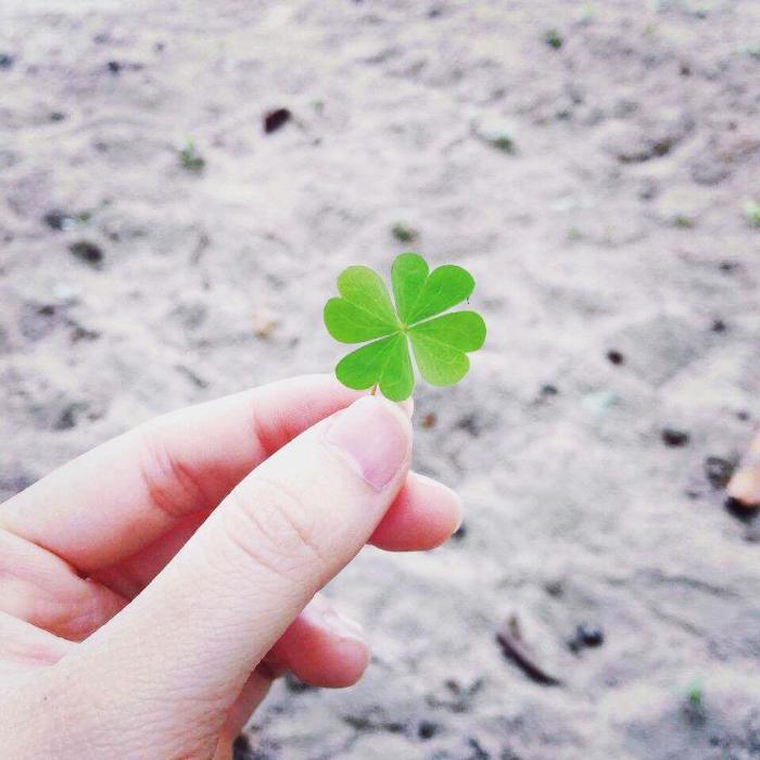Tìm hiểu ý nghĩa cỏ 4 lá trong phong thủy và cuộc sống