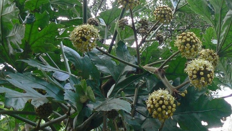 Cây cảnh hợp với tuổi nào? Cơ duyên gì?