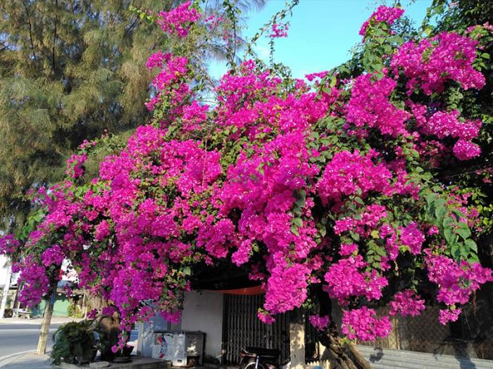 Cây hoa giấy hợp với tuổi nào? theo thứ tự?