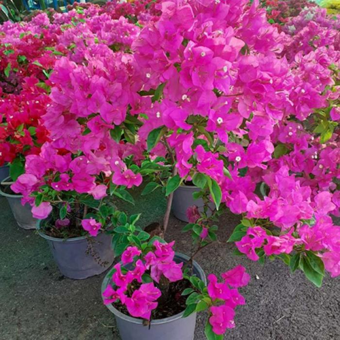 Cây hoa giấy hợp với tuổi nào? Cơ duyên gì?