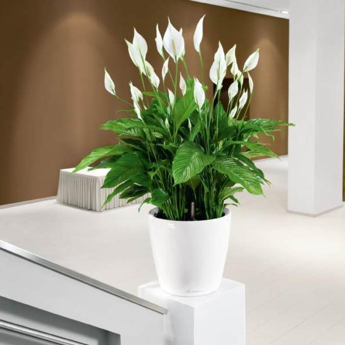 Bật mí ý nghĩa phong thủy của hoa lan trong cuộc sống