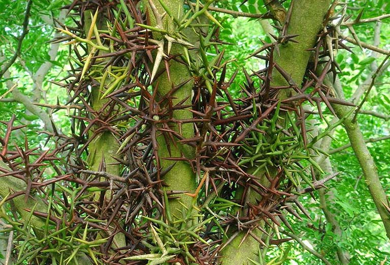 Tiết lộ bí mật về 9 loại cây có gai xua đuổi tà ma