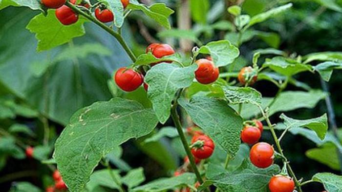 Tiết lộ bí mật về 9 loại cây có gai xua đuổi tà ma