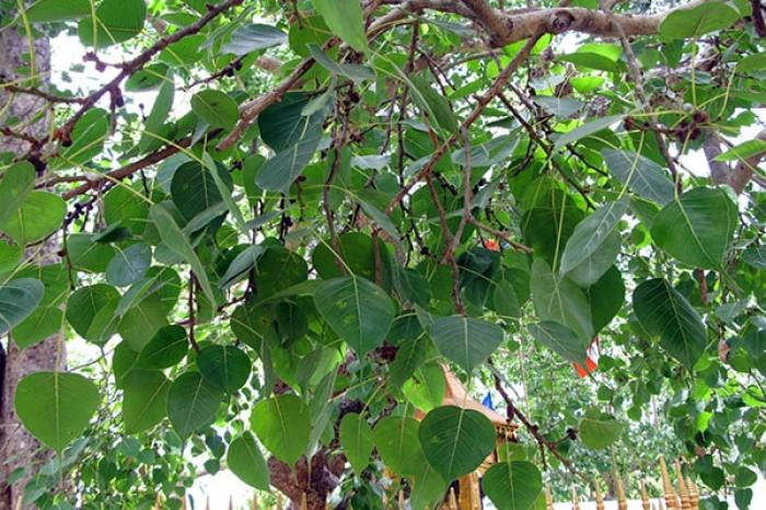 9 loại cây có gai để bạn trừ tà