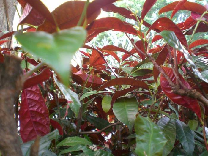 Khám phá chi tiết ý nghĩa phong thủy của cây đơn đỏ 1006524460