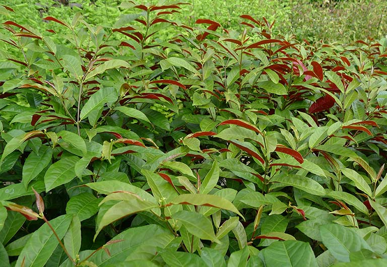 Khám phá chi tiết ý nghĩa phong thủy của cây đơn đỏ 1006524460