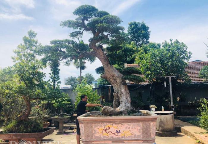 Khám phá ý nghĩa phong thủy của cây cảnh