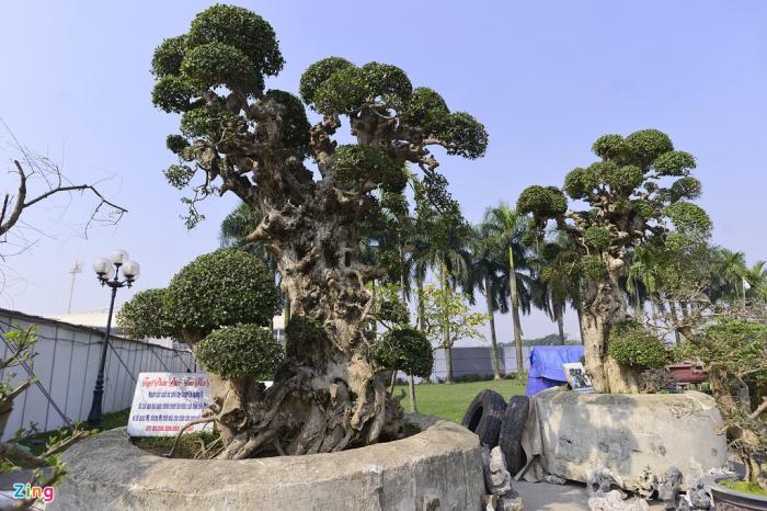 Khám phá ý nghĩa phong thủy của cây cảnh