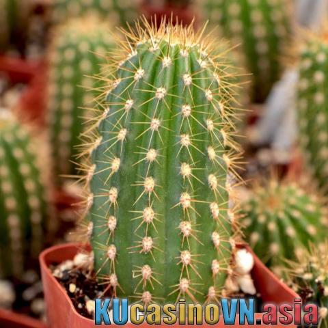 cây xương rồng trừ tà