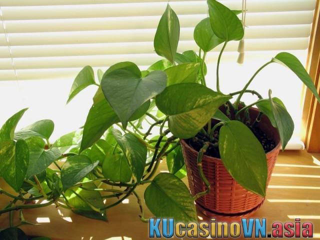 phong thủy của cây trầu bà