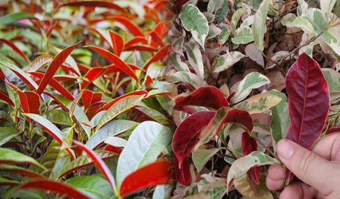 Khám phá chi tiết ý nghĩa phong thủy của cây đơn đỏ 1006524460