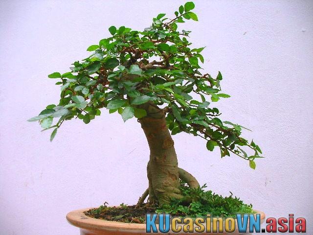 cây bonsai
