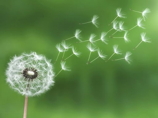 Ý nghĩa của hoa bồ công anh trong tình yêu và cuộc sống