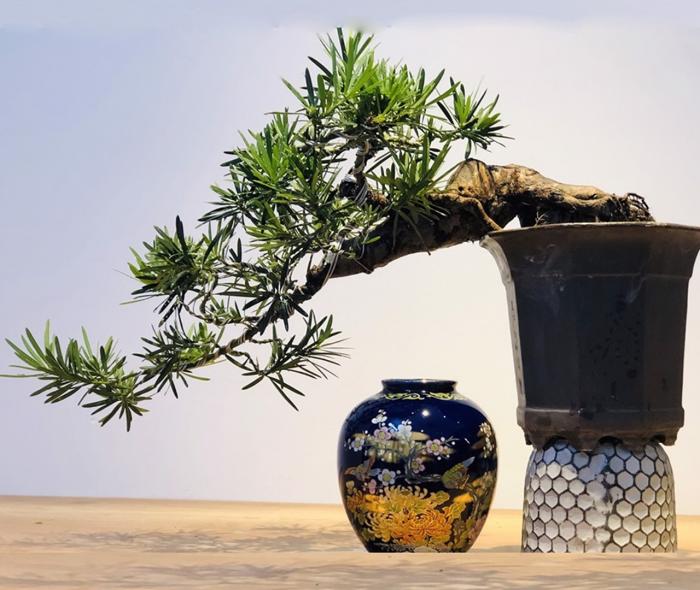 Phong thủy của cây tùng la hán có ý nghĩa gì?