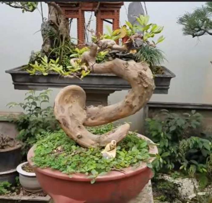 Ý nghĩa phong thủy của cây ổi cảnh là gì?