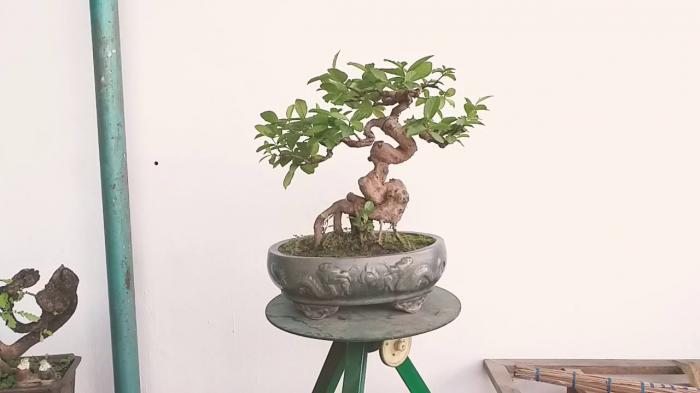 Ý nghĩa phong thủy của cây ổi cảnh là gì?