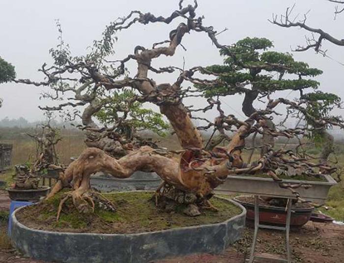 Ý nghĩa phong thủy của cây ổi cảnh là gì?