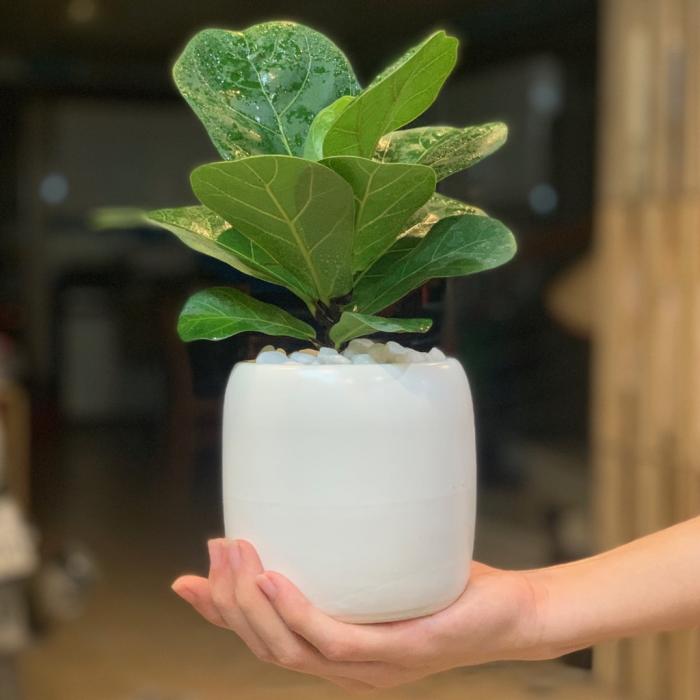 Cây bonsai hợp mệnh gì? Ý nghĩa phong thủy của cây