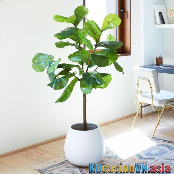 Cây bonsai hợp mệnh gì? Ý nghĩa phong thủy của cây