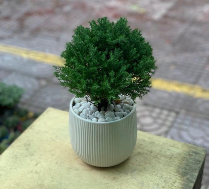 Cây tùng bồng lai hợp với tuổi nào? Ý nghĩa của loại cây này trong phong thủy