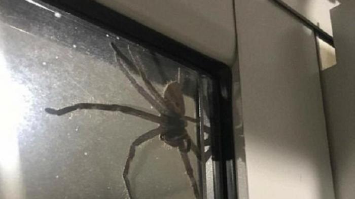 Trả lời câu hỏi Mèo có nhảy lên bàn thờ được không? 1537523439