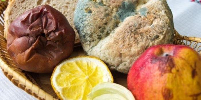 Trả lời câu hỏi Mèo có nhảy lên bàn thờ được không? 1537523439