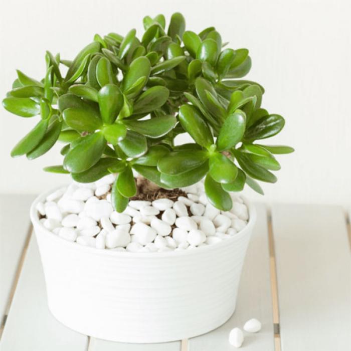 Khám phá ý nghĩa của Yushu trong cuộc sống 1252759745