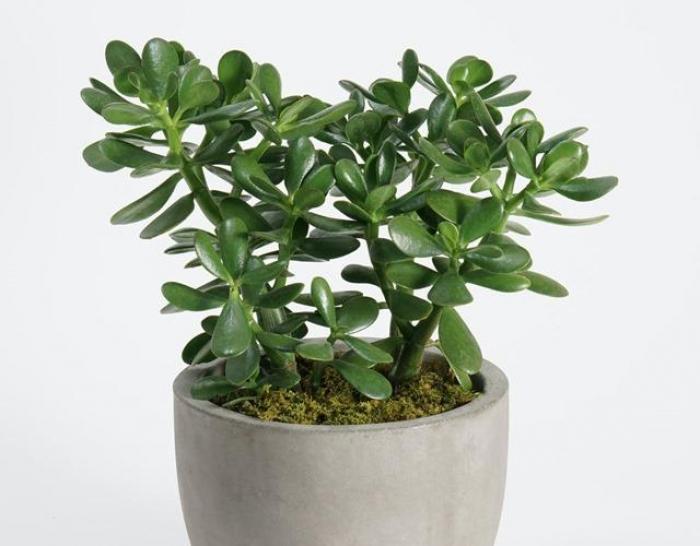 Khám phá ý nghĩa của Yushu trong cuộc sống 1252759745