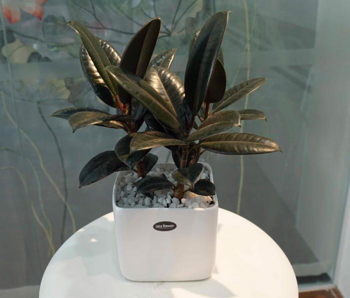 Cây đa đỏ có ý nghĩa gì trong phong thủy?