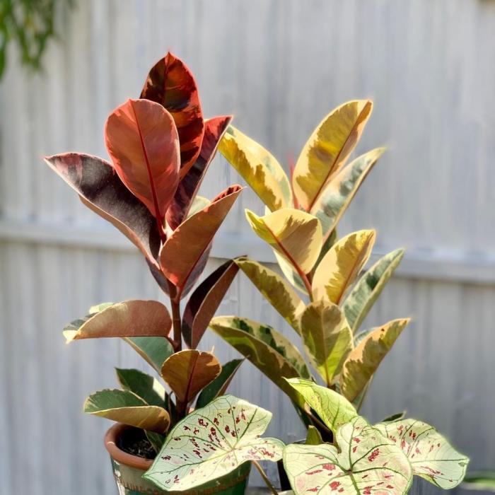 Cây đa đỏ có ý nghĩa gì trong phong thủy?