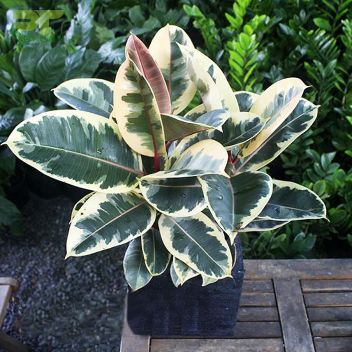 Cây đa đỏ có ý nghĩa gì trong phong thủy?