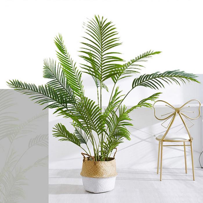 Khám phá ý nghĩa phong thủy của cây dừa nước cảnh 