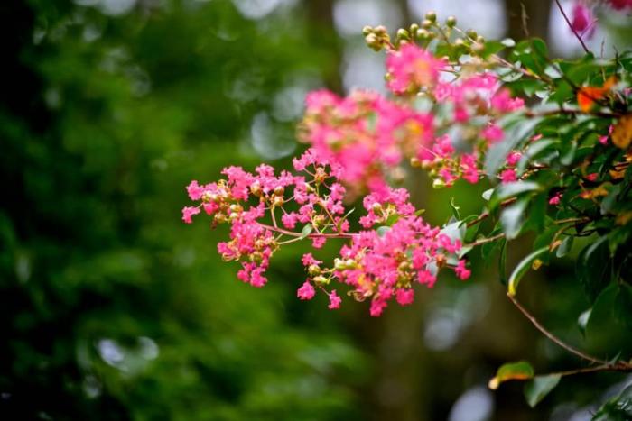 Ý nghĩa của hoa tường vi trong tình yêu và cuộc sống