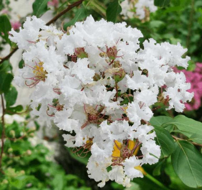 Ý nghĩa của hoa tường vi trong tình yêu và cuộc sống