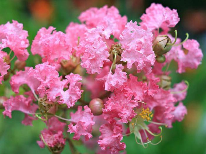 Ý nghĩa của hoa tường vi trong tình yêu và cuộc sống