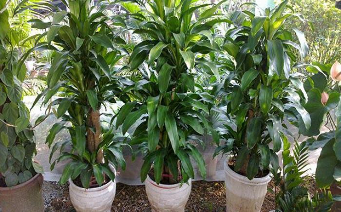 Khám phá ý nghĩa phong thủy của cây thiết mộc lan