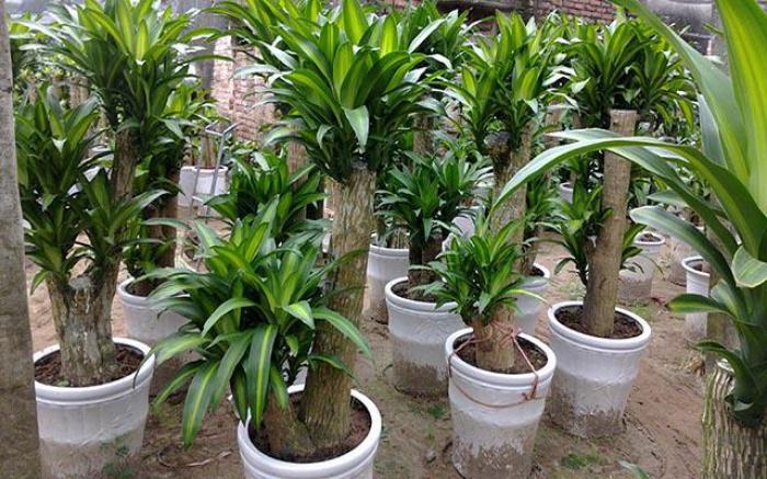 Khám phá ý nghĩa phong thủy của cây thiết mộc lan