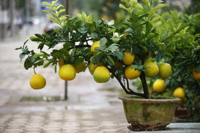 Tổng Hợp Thông Tin Thú Vị Về Cây Bưởi Cảnh